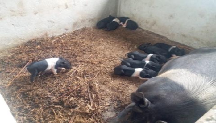 ARYA Success story 1